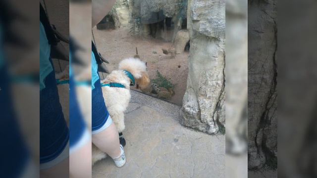 немецкий зоопарк часть2