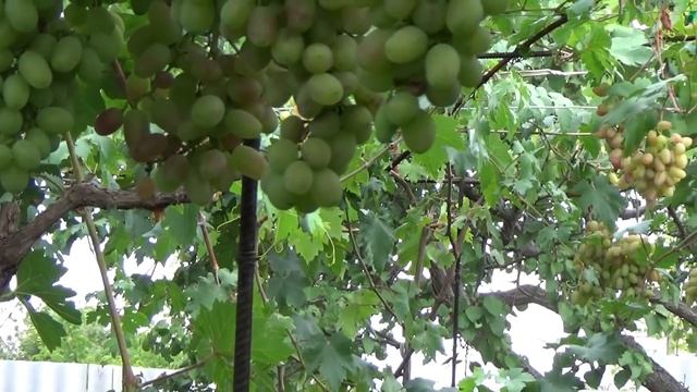 САМАЯ РАЦИОНАЛЬНАЯ ФОРМИРОВКА КУСТОВ ПРЕОБРАЖЕНИЯ