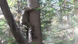 КОГТИ для ЛАЗАНИЯ по КЕДРАМ -Дерево Сибирский Кедр - Это ВЫРЕЗКА из ПОХОДА ссылкаНа ПОХОД вОписании