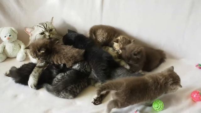 Британские котята, 1 мес. (Litter-D2) смотреть онлайн