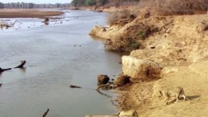 Бегемот в ярости! На что способен огромный гиппопотам? Против буйвола, крокодила и даже льва!