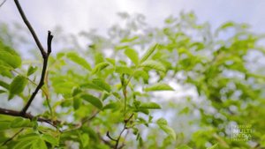 МАСШТАБНАЯ ПЛАНТАЦИЯ ШИПОВНИКА В ПАПСКОМ РАЙОНЕ