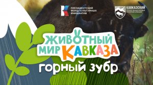 Животный мир Кавказа - Горный зубр