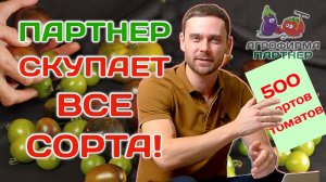 Партнер скупает все коллекционные томаты! #семена #огород #томаты