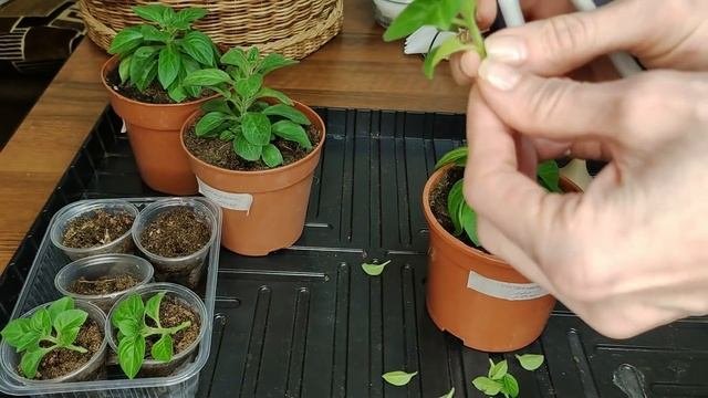 Черенкование петунии. Быстрый способ.Черенок даст корни за 7-10 дней. Результат черенкования.
