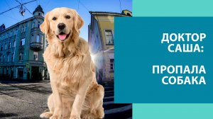 Потерялась собака - как искать
