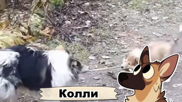 10 ПОРОД СОБАК, КОТОРЫЕ СЧИТАЮТСЯ САМЫМИ ДОБРЫМИ В МИРЕ!?| К р у т о й П Ё С смотреть онлайн