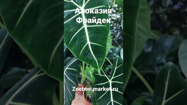 Алоказия Фрайдек. Обзор товара
