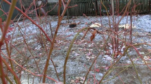 Голубика. Последние подготовки к зиме смотреть онлайн