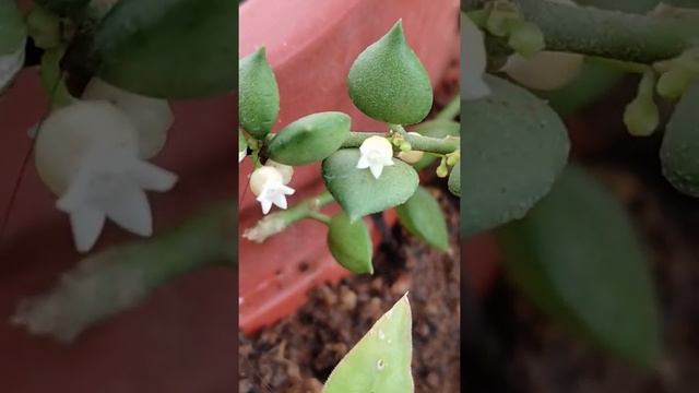 Dischidia ruscifolia or Million Hearts is a succulent plant with tiny white flowers. #shots # short