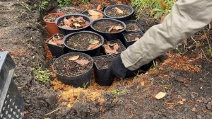 ТЮЛЬПАНЫ В КОНТЕЙНЕРАХ . Часть 4.  КАК СОХРАНИТЬ ЗИМОЙ