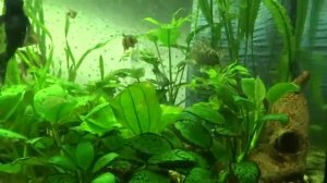 Боция Лохаката, Боция -клоун аквариумные рыбы