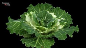 ДЕЛАЙТЕ ТАК МОШКИ НА КАПУСТЕ НЕ БУДЕТ НИКОГДА!