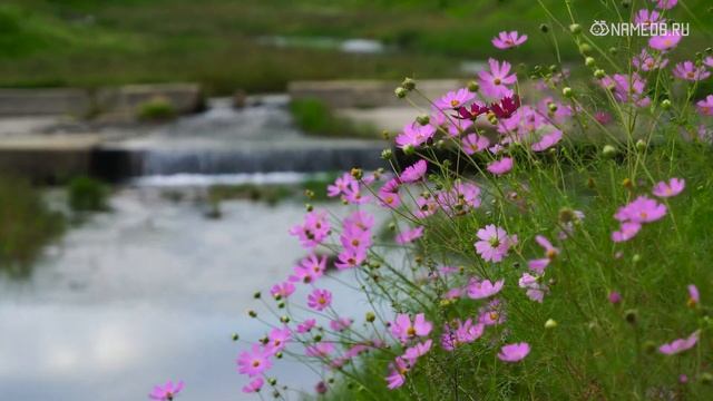 Они не из тех, кто хранит верность: Топ 6 женских имен смотреть онлайн