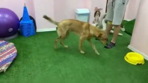 Реабилитация собаки после перелома