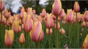 С Днём Рождения, Вероника! Музыкальное поздравление.