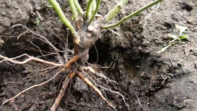 Пересадка роз осенью 2018 года .Сорт Динки. смотреть онлайн