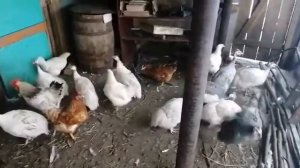 Как кричат цесарки