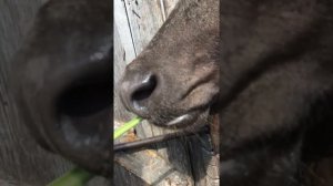 Как ест корова (Замедленная съемка) / How a Cow Eats (Slow Motion)