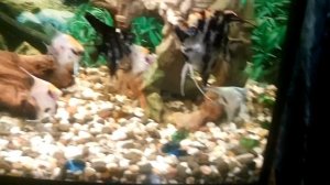 Новые обитатели аквариума. Скалярии