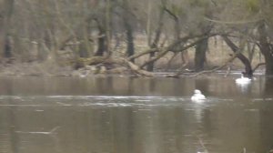 Червоноград, пiдйому рiвнiв води Західний Буг, вівторок, 9 березня 2021 р.