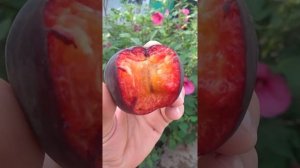 черный абрикос, обзор и дегустация