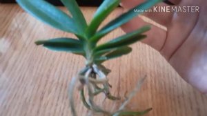 Аскоцентрум миниатум purple. Адаптация. Мой уход