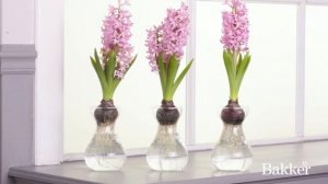 Timelapse - Hyacinths
