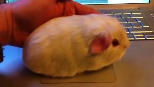 Морская Свинка Породы Английский Селф смотреть онлайн