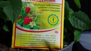 У рассады чернеет и гниет корневая шейка. Действенные советы, чтобы предотвратить полегание рассады