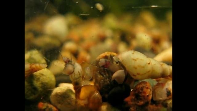 Мелания песчаная.  Melanoides Tuberculata.mov
