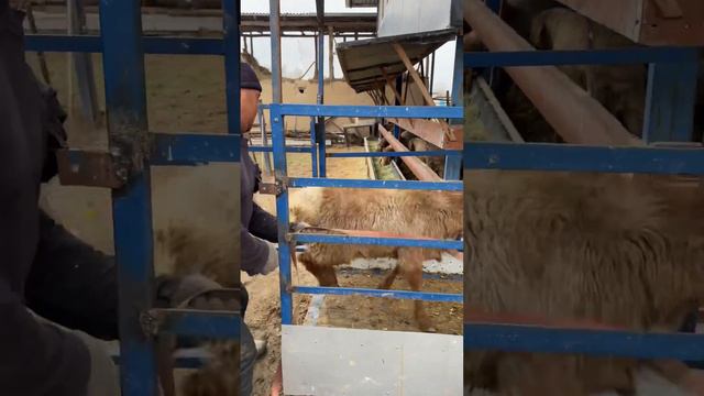 28.02.2024 Xaridorlarimiz Xastimomdan tashrif buyurishibdi смотреть онлайн