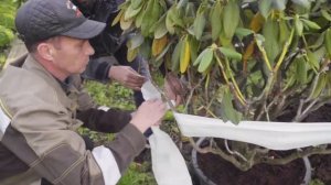 Рододендрон. Подготовка к зиме