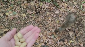 Челябинск. Дикое ручное беличье царство в природе южного Урала. 06.09.2021г