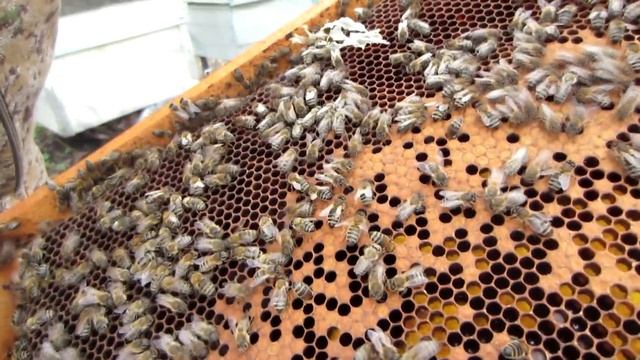 1 часть. ВЫВОД РАННИХ МАТОК ОТ А ДО Я ИЗ 7 ЧАСТЕЙ, ДЛЯ НАЧИНАЮЩИХ. ПОДГОТОВКА СЕМЬИ ???. смотреть онлайн