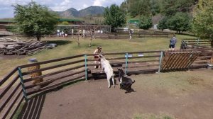 Лохматая ферма, с. Узнезя, Республика Алтай. Вариант 1.