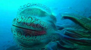 Загадочная и очень редкая медуза! Страшно красивая!