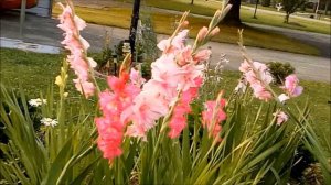 Different colors of Gladiolus Perennial flowers that come back year after year