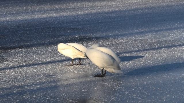 Лебеди на замёрзшем пруду смотреть онлайн