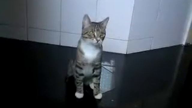 Котэ Жжот!!!!!!!!!!!! смотреть онлайн