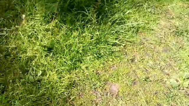 1 курица петух карандаши смотреть онлайн