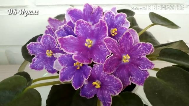 Фиалка DS-Изюм смотреть онлайн