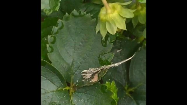 Сан Диас и Моллинг чемпион ремонтантные сорта, новинки! смотреть онлайн