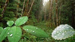 8 Hours of Relaxing Sounds of Rain and Thunder - Sleep, Study