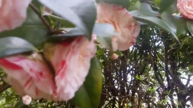 Musica relax/Ultimi giorni di primavera/Весеннее видео/Цветет камелия смотреть онлайн