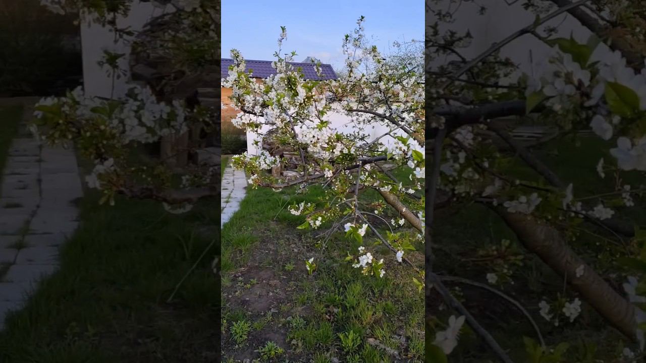 Черешня и слива расцвели как в сказке! #слива #черешня #шорт #дача #садовник #пришлавесна