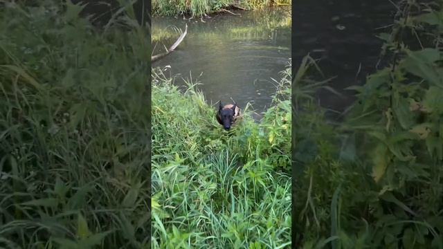 Кайман попал в ловушку. Бельгийская овчарка малинуа #шортс #малинуа #бельгийскаяовчарка