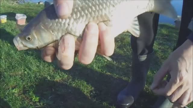 Кирса. Рыбалка на карася. смотреть онлайн