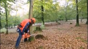 Бензопила Husqvarna в работе