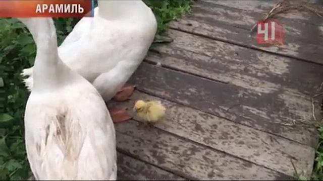 Суррогатная мама-утка смотреть онлайн